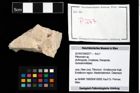 Foto (Objekt + Etikett) von Pithonoton sp.  (NHMW-GEO-2014-0194-0277)